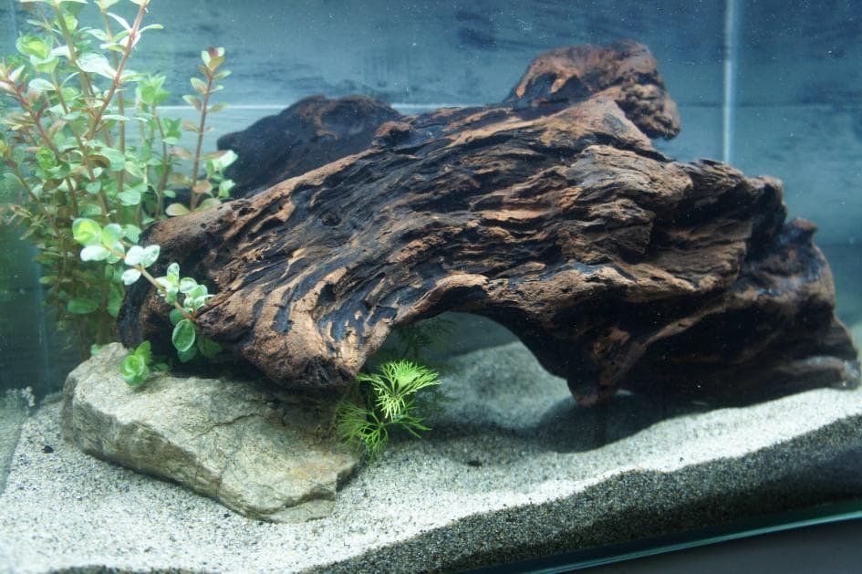 アク抜き不要！水に沈む状態でお届けします 流木 アクアリウム 熱帯魚 送料無料