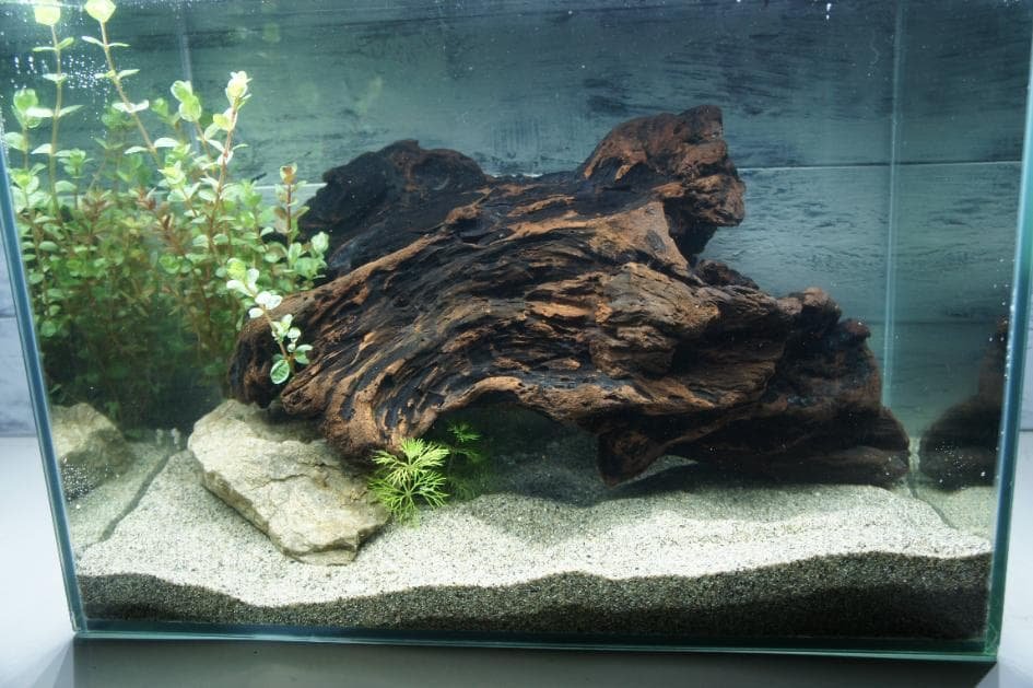 アク抜き不要！水に沈む状態でお届けします 流木 アクアリウム 熱帯魚 送料無料