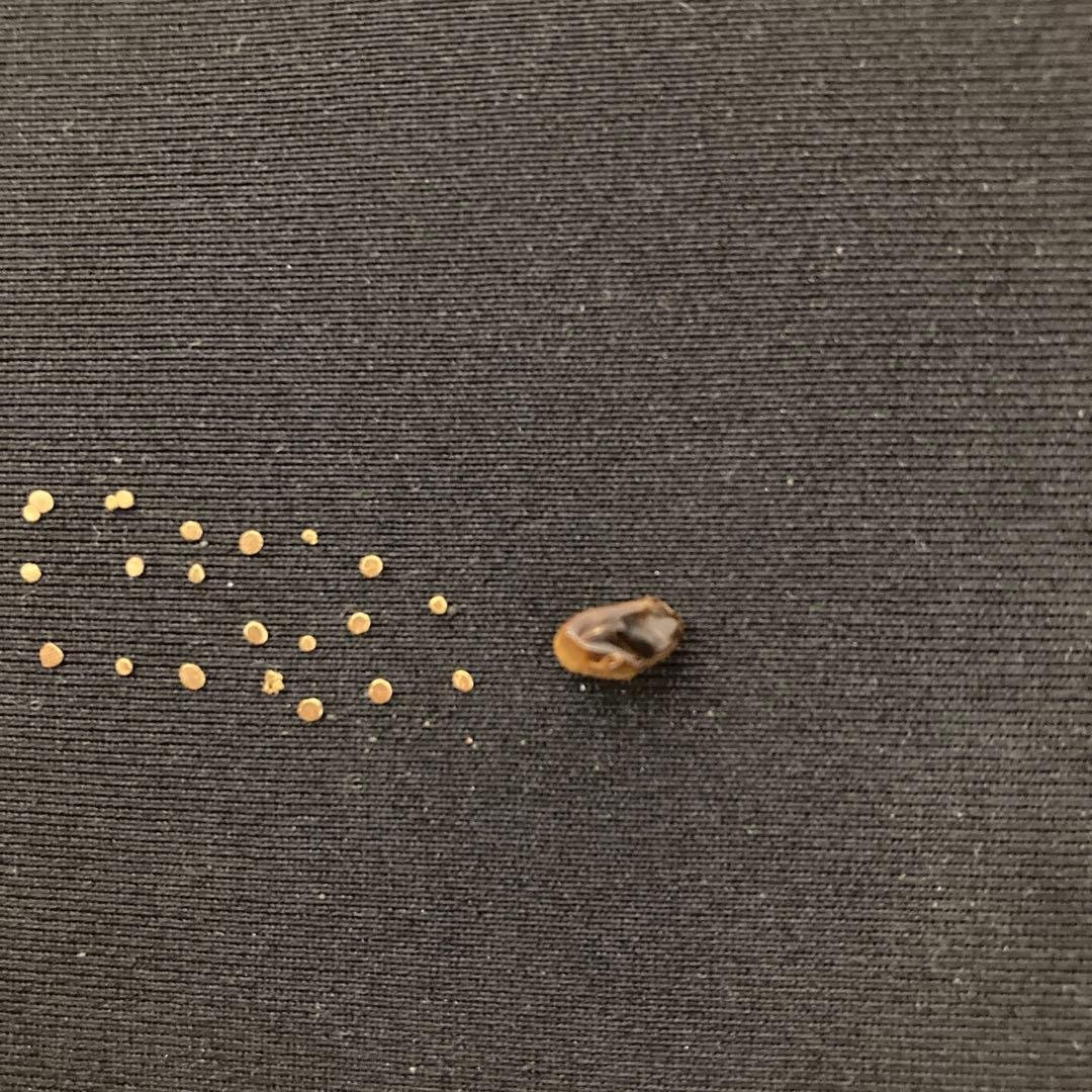 土肥金山　砂金　32粒（内3つは双子）　鉱石1粒 計33粒セット